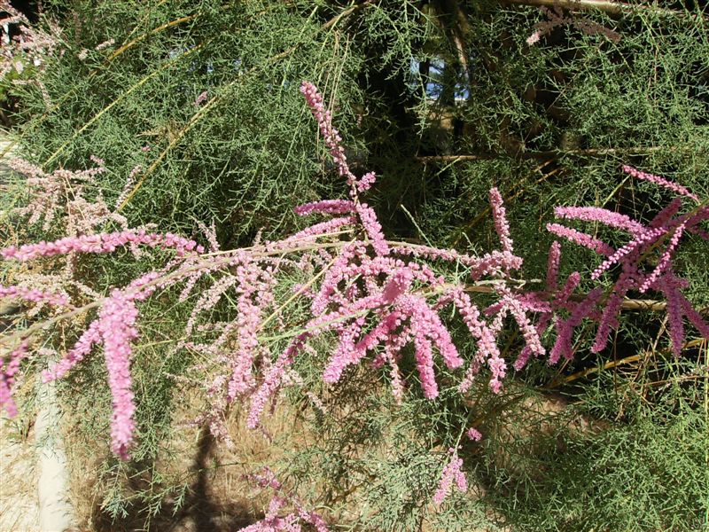 Tamarix sp.  (Caryophyllales - Tamaricaceae)